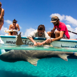 Sundance Bimini Shard Lab