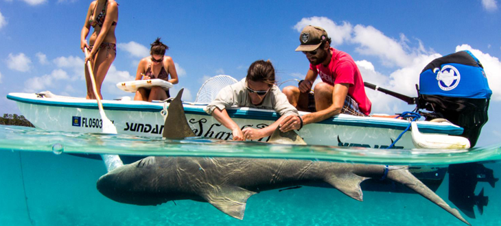 Sundance Bimini Shard Lab