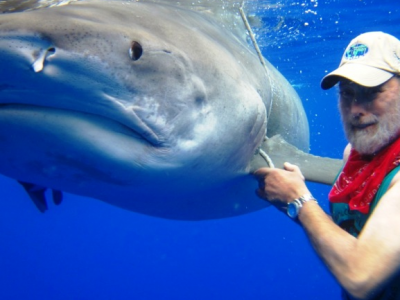 Bimini Shark Lab Tiger Shark