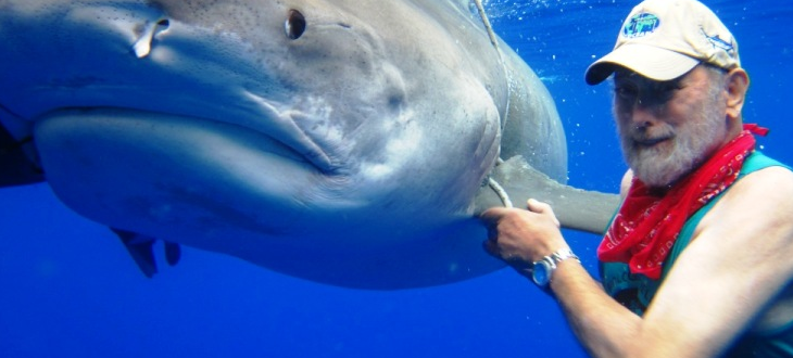 Bimini Shark Lab Tiger Shark